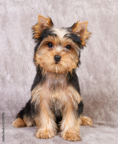 Puppy of the Yorkshire Terrier