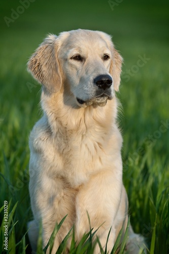 portrait of a dog