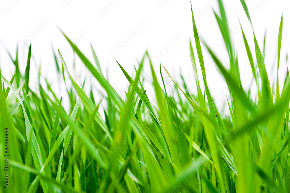 Obraz premium Green grass