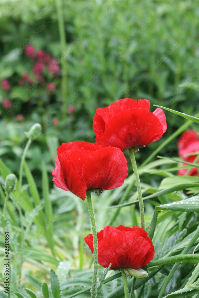 Obraz premium poppy 25