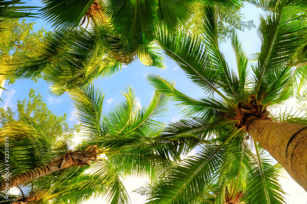 Fototapeta premium palm trees