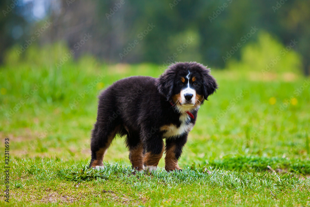 Bernese Mountain Dog