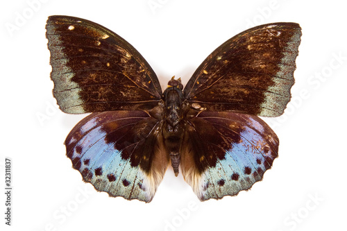 Black and blue butterfly Lexias pardalis isolated