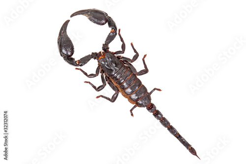 Black scorpion Heterometrus laoticus  isolated