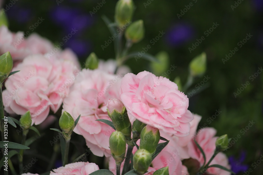 カーネーションの花