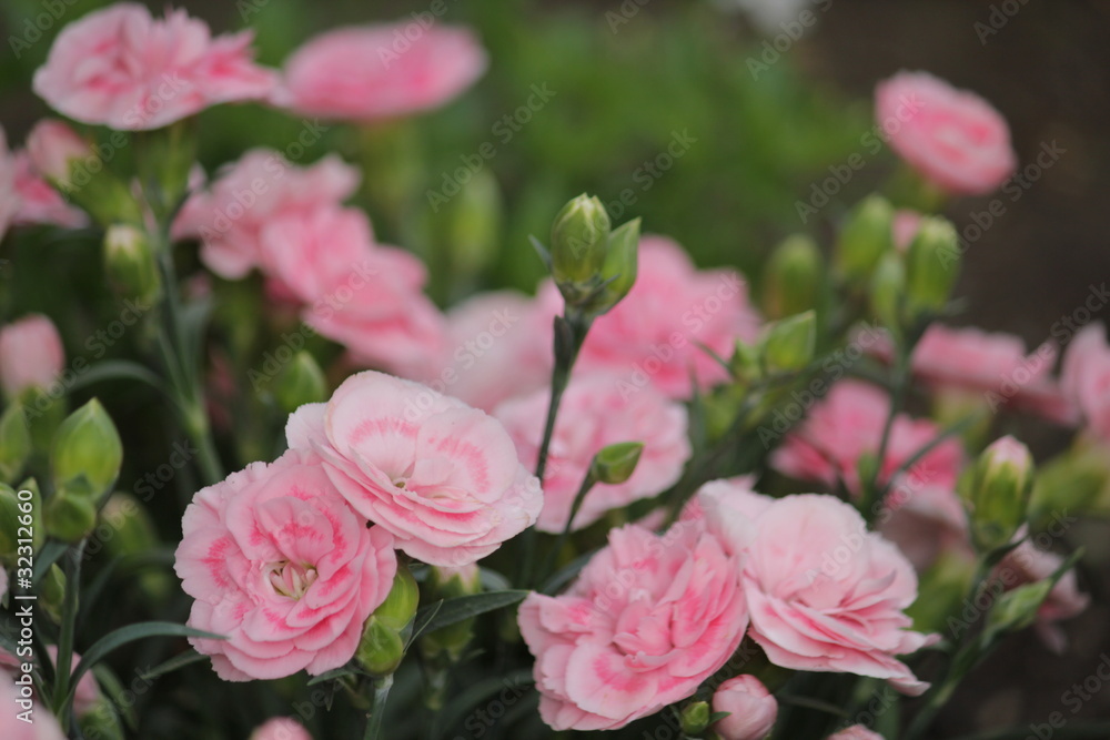 カーネーションの花