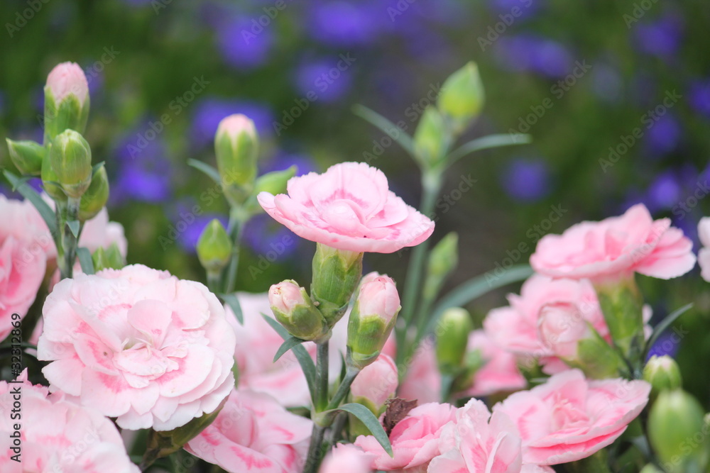 カーネーション