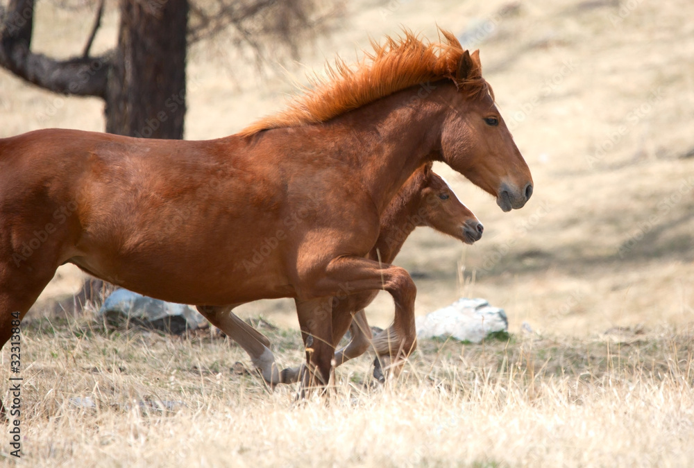 Obraz premium Foal and its mother
