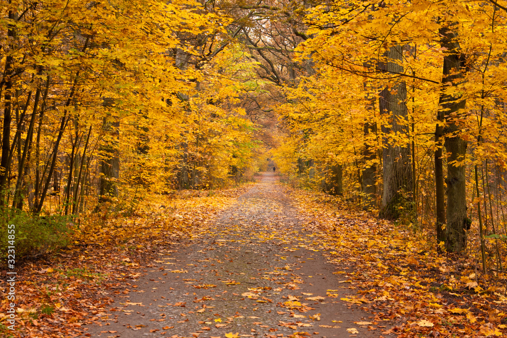 Fototapeta premium Weg im Herbst, Autumn