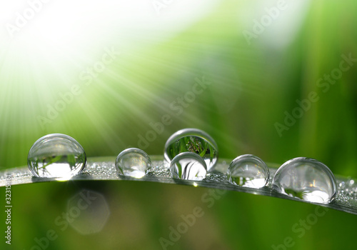 Fresh grass with dew drops close up