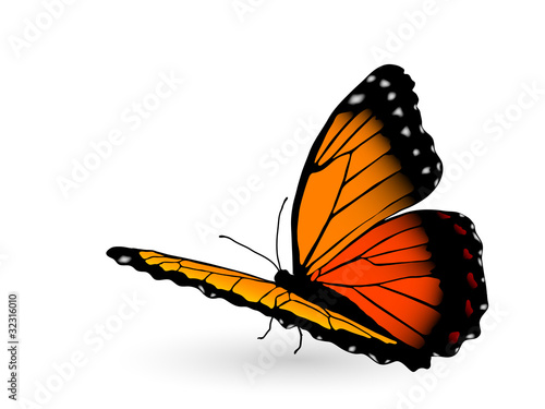 Orange butterfly © sarininka
