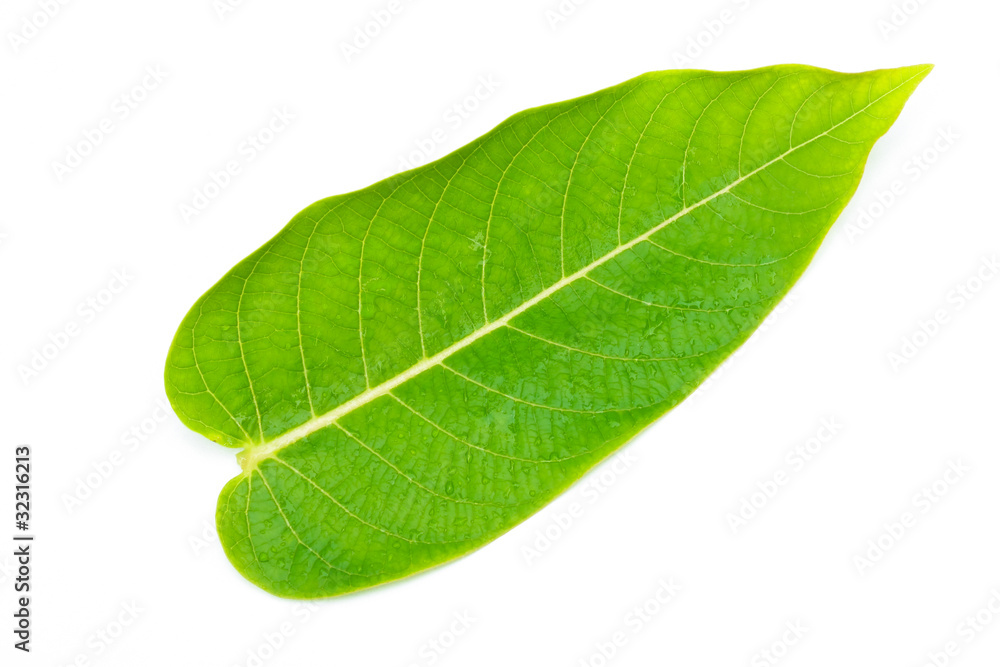 Fototapeta premium green leaf