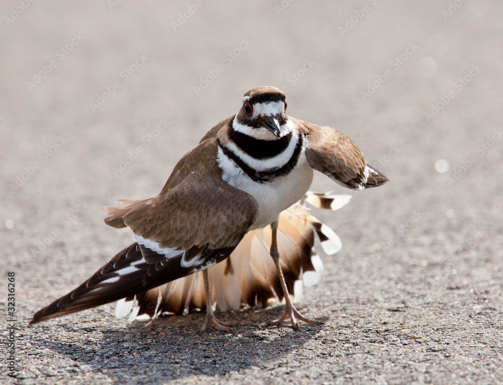 Fototapeta premium Killdeer bird warding off danger
