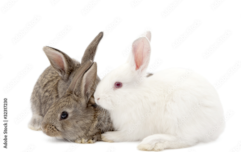 Obraz premium rabbit