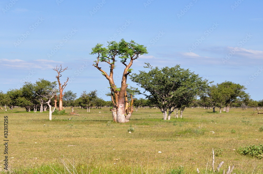 moringa tree in african savanna,Namibia,Etosha park Stock Photo | Adobe ...