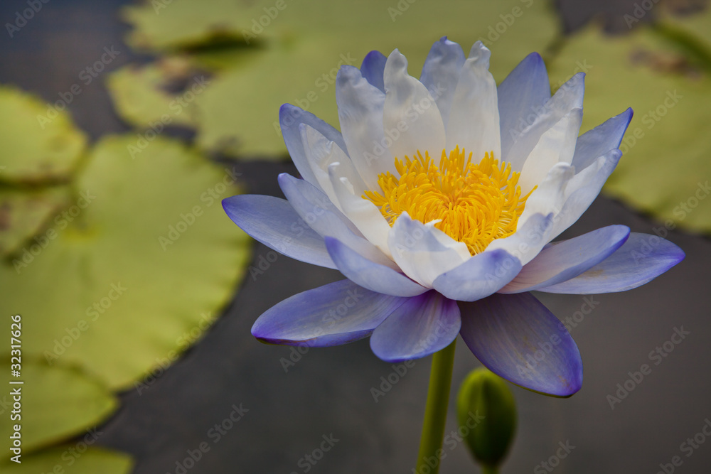 lotus blossoms or water lily flowers blooming on pond lotus blossoms or water lily flowers blooming on pond