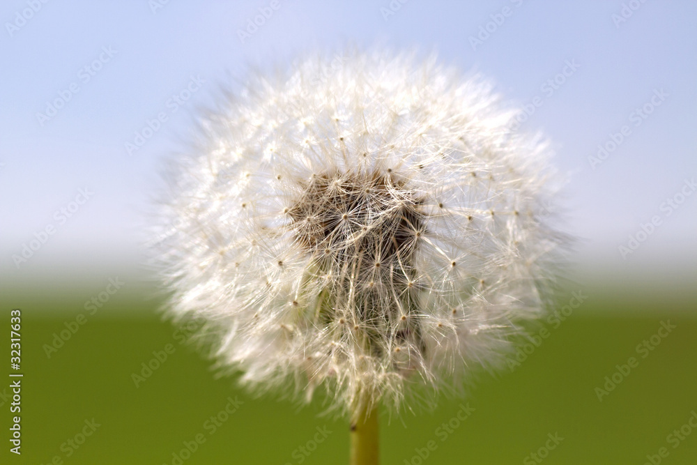 dandelion