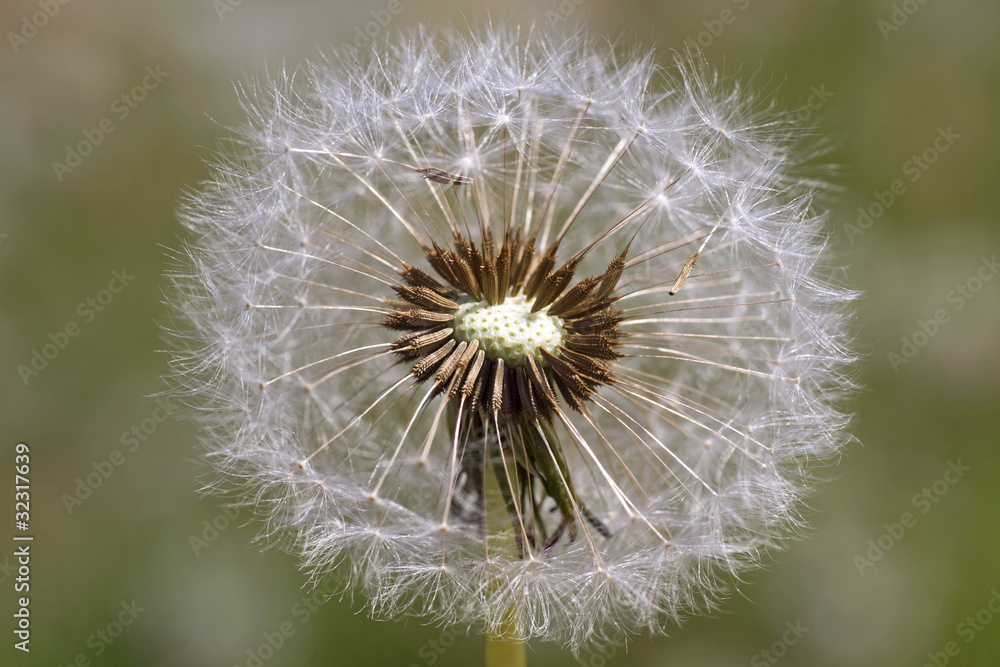 Fototapeta premium beautiful dandelion