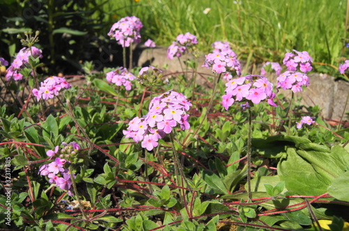 Fototapeta Naklejka Na Ścianę i Meble -  Rosa Tibet-Mannsschild