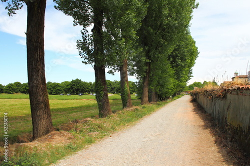 Walking in a park,under the trees photo