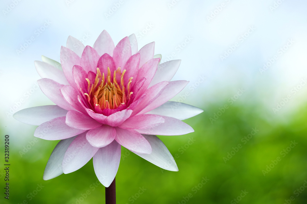 Obraz premium Red lotus on spring background