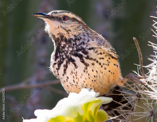 Cactus Wren feeding on a Saguaro Flower photo