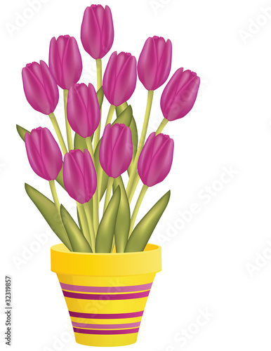 Fresh spring tulips in flowerpot