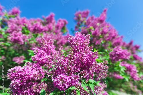 Bunch of violet lilac flower in sunny spring day