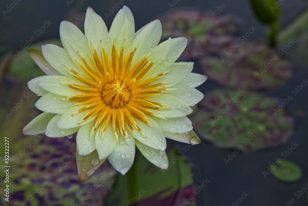lotus blossoms or water lily flowers blooming on pond lotus blossoms or water lily flowers blooming on pond