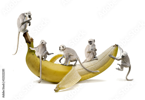 Photography Paviane beim Banane Essen