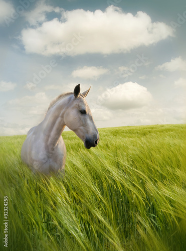 caballo blanco prado verde