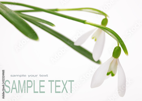 Snowdrop flower  with space for text