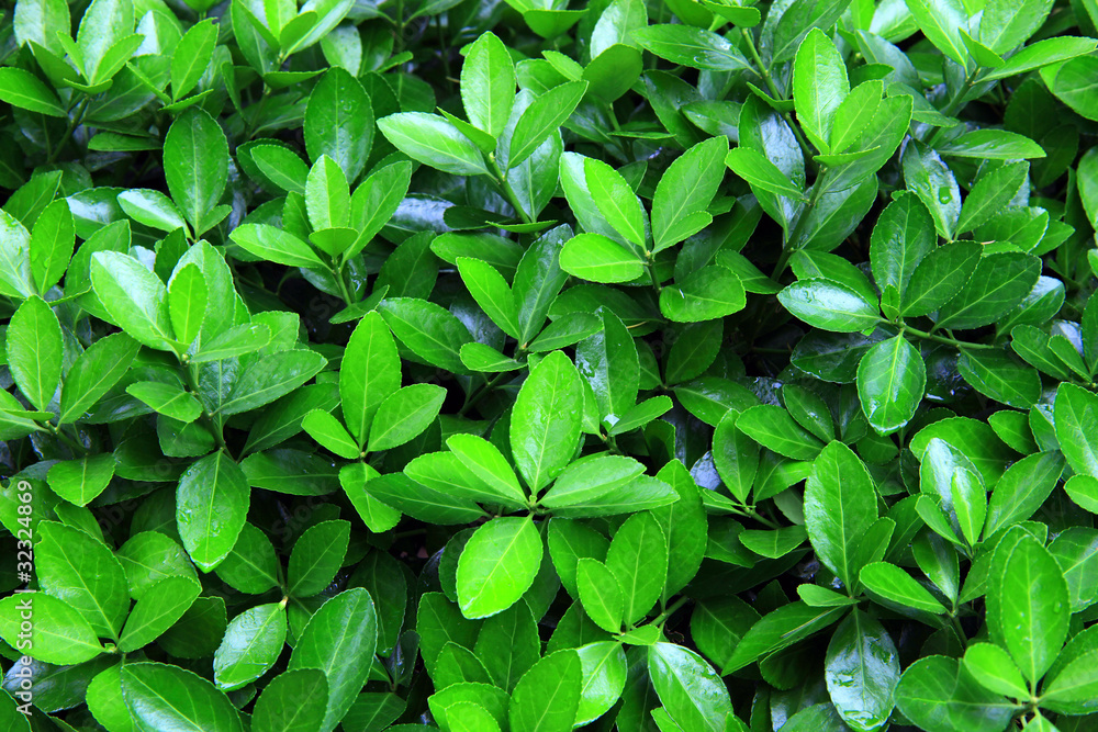 Close-up shot of green bush after rain Close-up shot of green bush after rain