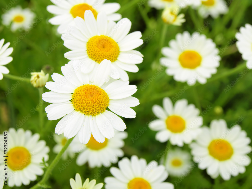 Obraz premium Summer wildflowers