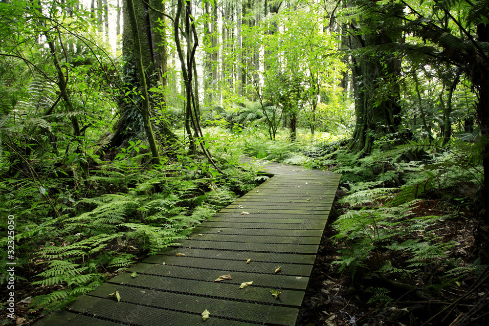 Fototapeta premium Forest boardwalk path