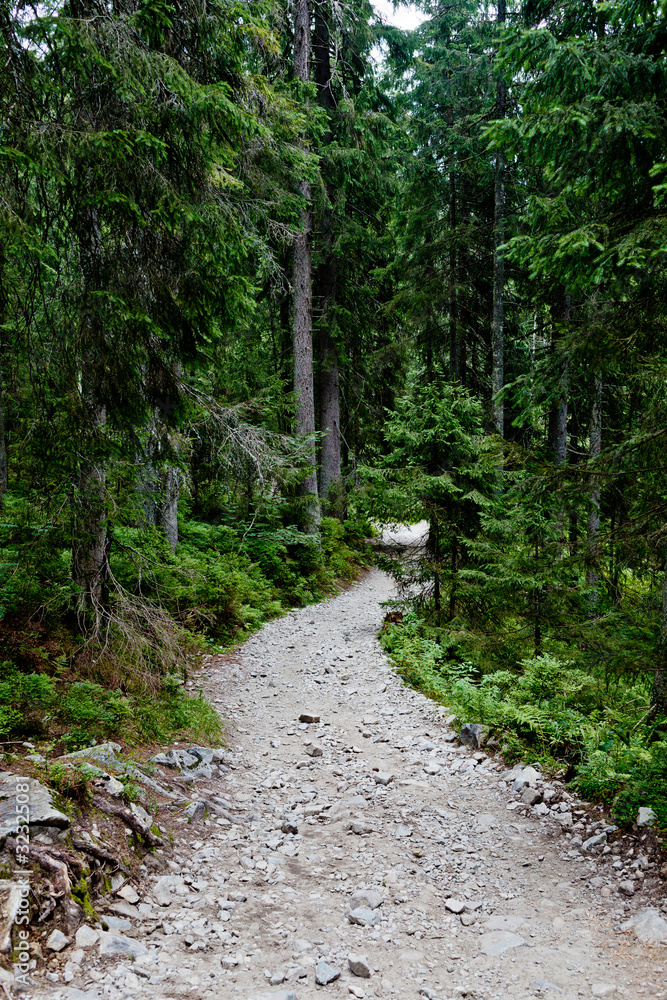 Way in Fairy Forest Way in Fairy Forest