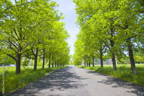 新緑の並木道