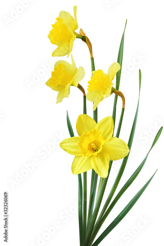 Fototapeta Naklejka Na Ścianę i Meble -  Yellow Daffodil