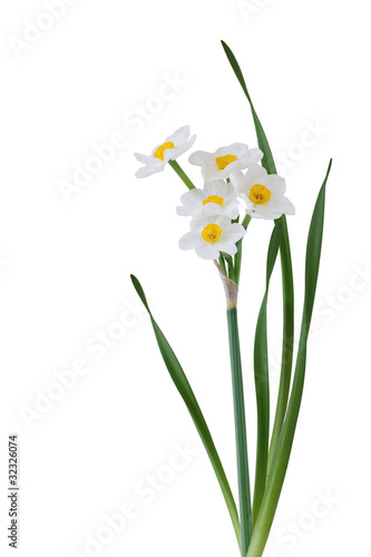 Fototapeta Naklejka Na Ścianę i Meble -  White Daffodil