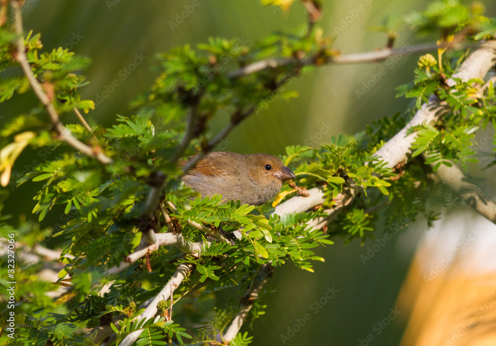 Petit oiseau de la Guadeloupe Petit oiseau de la Guadeloupe