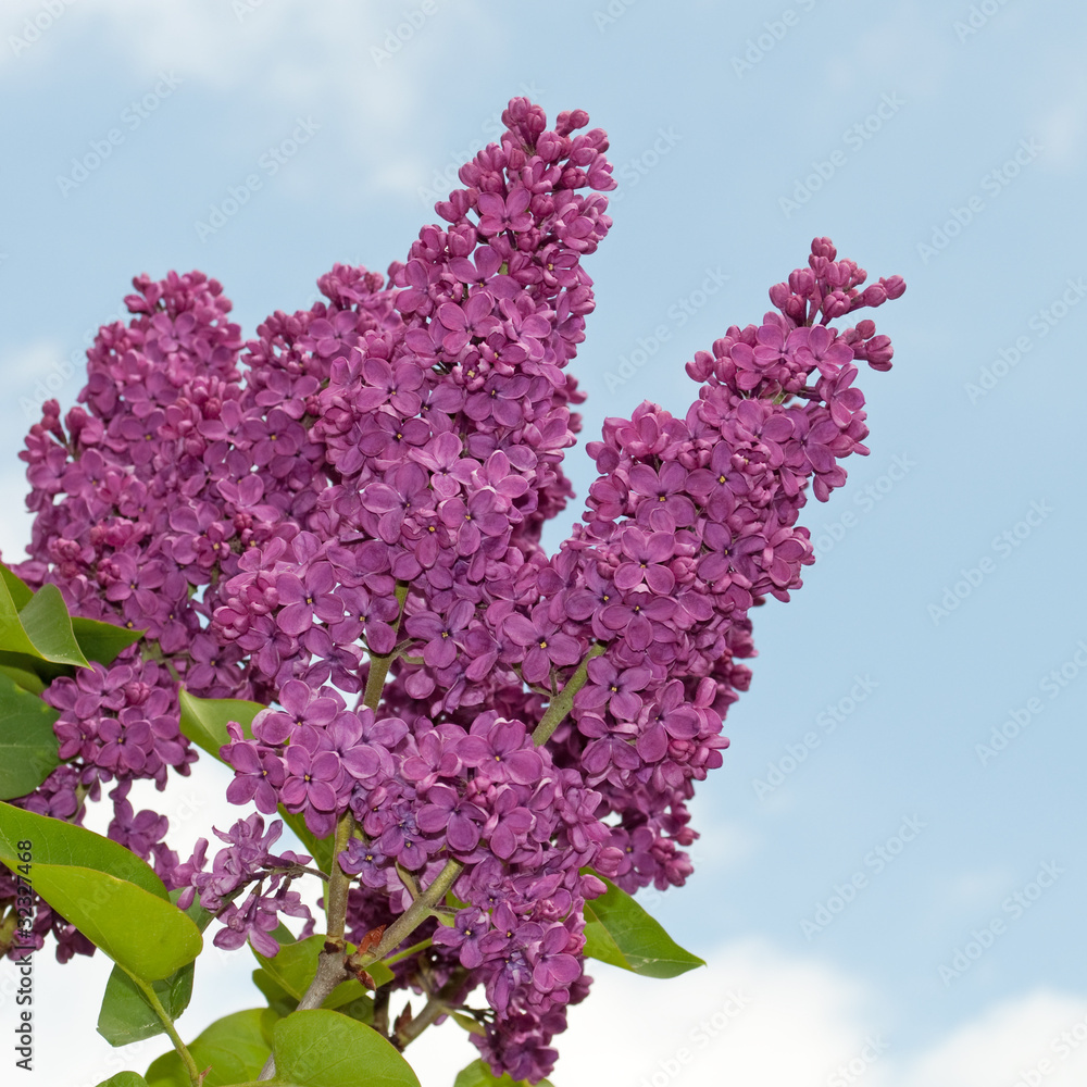 Obraz premium Flieder - Syringa