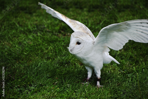 Barn owl bird of prey in falconry display photo