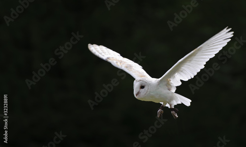 Barn owl bird of prey in falconry display