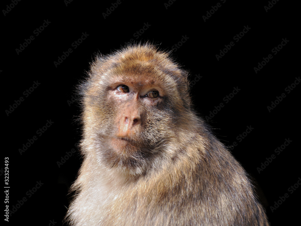 Fototapeta premium Barbary Macaque (Macaca sylvanus) isolated on black