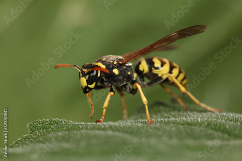 wasp © erllre