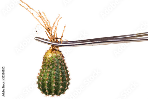 Cactus in surgical forceps