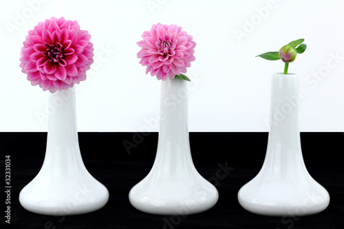 Fototapeta Naklejka Na Ścianę i Meble -  White vases with dahlia flowers