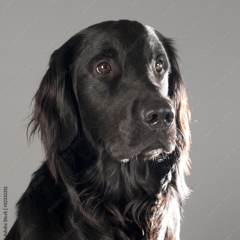 flatcoted retriever flatcoted retriever