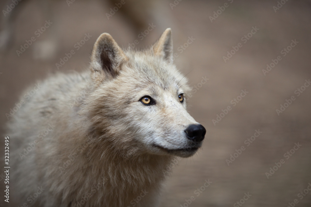 Fototapeta premium Arctic Wolf (Canis lupus arctos) aka Polar Wolf or White Wolf -