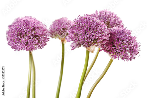 Fototapeta Naklejka Na Ścianę i Meble -  beautiful flowers